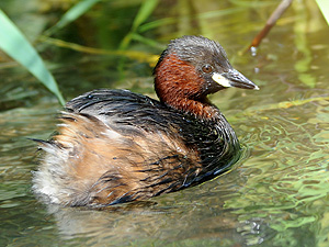 oiseaux eaux.jpg